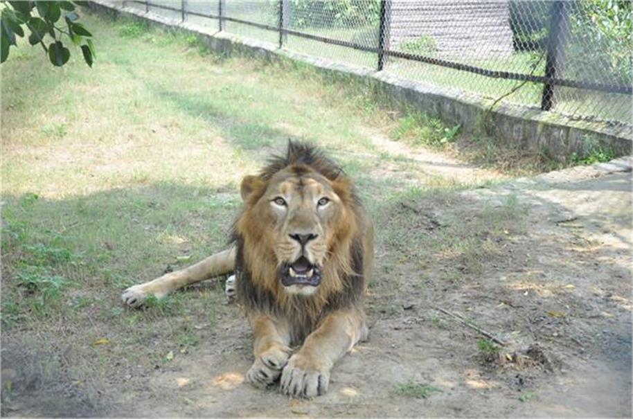 कई अंगों के खराब होने से हुई बब्बर शेर बाहुबली की मौत