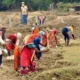 MGNREGA Wage Rates: केंदर सराकर का मज़दूरों के लिए बड़ा तोहफा, मनरेगा की मजदूरी में बंपर बढ़ोतरी